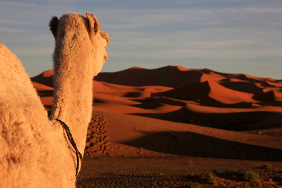 Casablanca Desert Tours 5 days