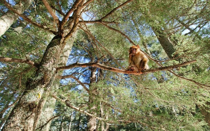 Azrou Cedar Forest: Discover Barbary Macaques & Morocco's Middle Atlas